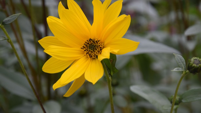 En lysgul blomst med mørke midte står frem i en grøn og blomstrende nature.