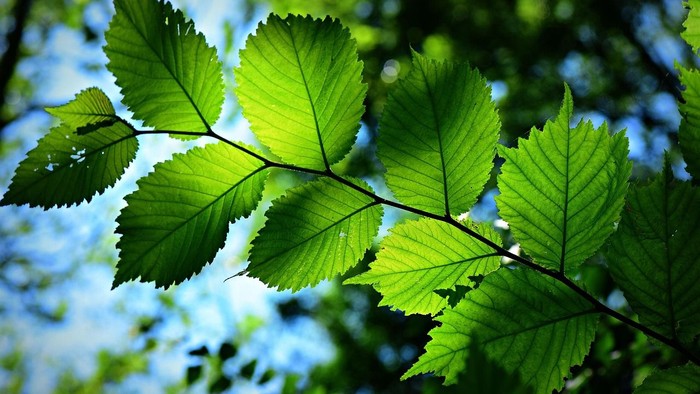 Lysegrønne blade på en gren mod en sløret blå himmelbaggrund.