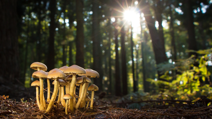 En gruppe gule svampe i skoven med solskin i baggrunden