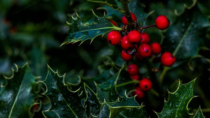 En grøn klæde med lysegrønne blade og røde bær.