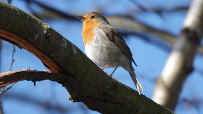 Ein kleiner Vogel mit rotem Kopf sitzt auf einem Ast.