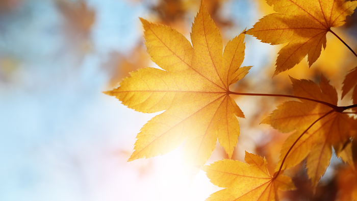 Herbstblätter im Sonnenlicht