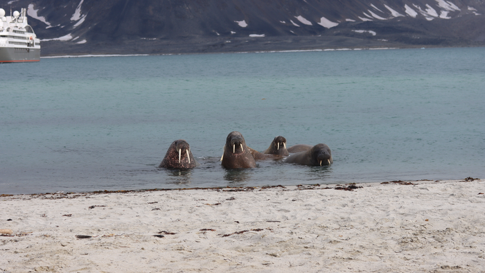 Walrösser in der Arktis im Hintergrund Berge und ein Schiff