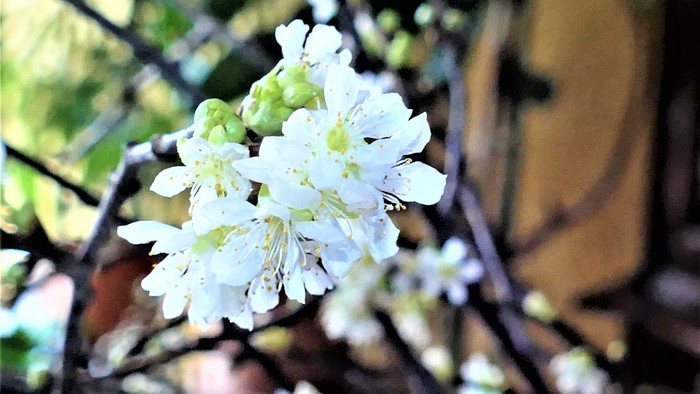 Weiße Blüten an einem Baumzweig