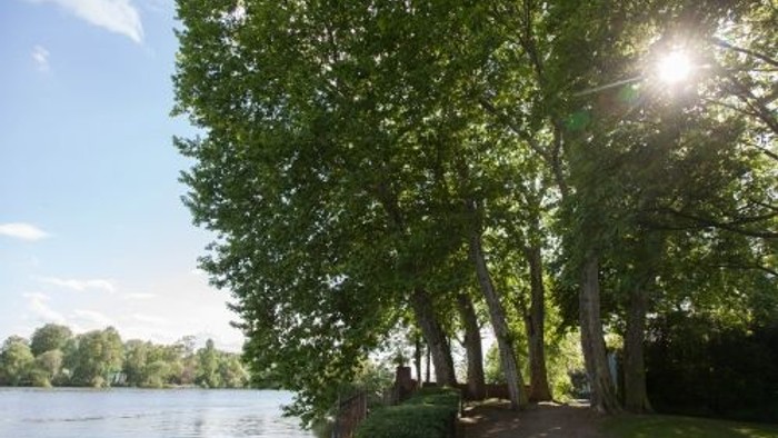 Ein sonniger Tag am See mit hohen Bäumen und einem Holzsteg.