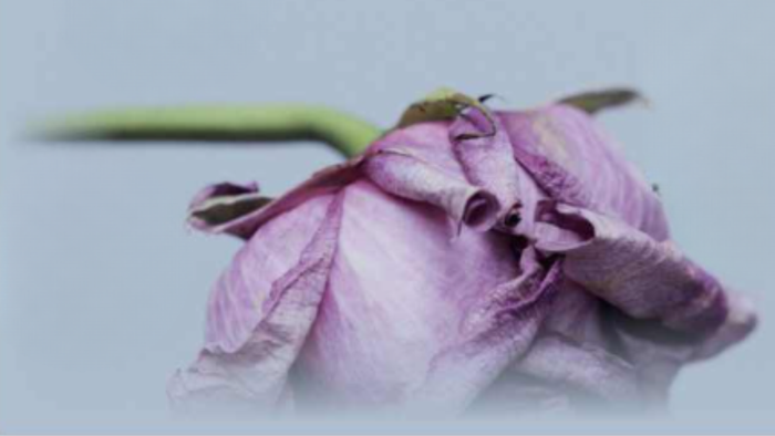 En visnet lilla blomst med grøn stængel.