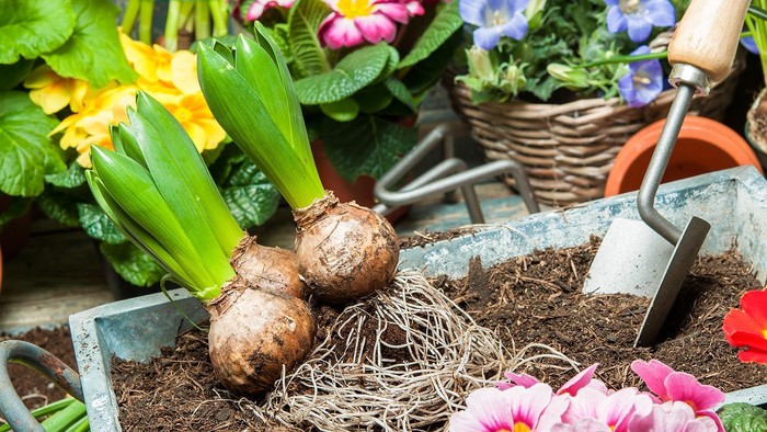 Ein Blumenbeet mit verschiedenen Pflanzen und Gartengeräten, darunter eine Schaufel und Topfpflanzen.