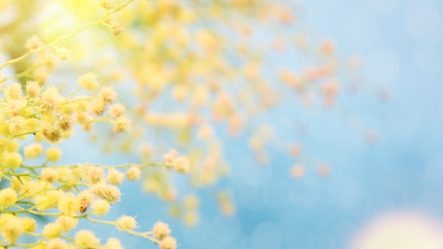 Blühende gelbe Blumen vor blauem Himmel