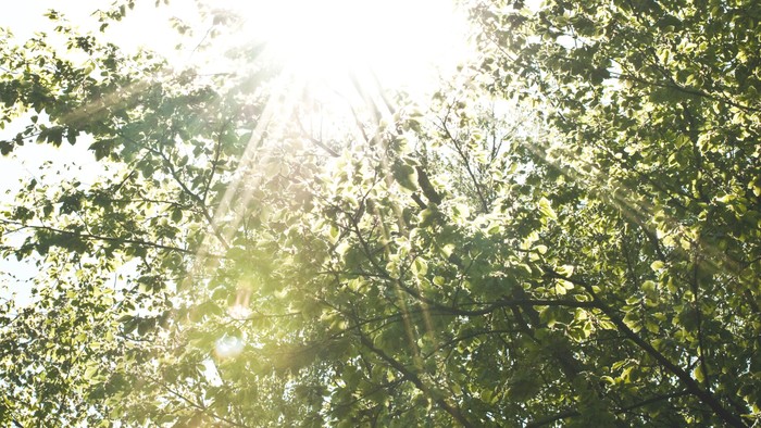Solskin skiner gennem grønne træer