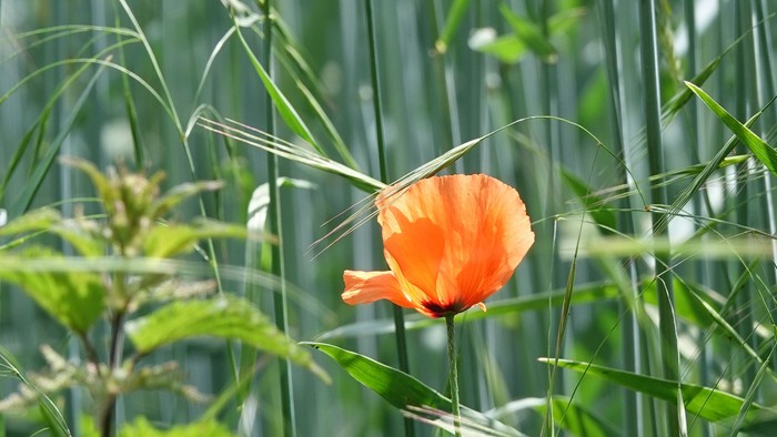 Eine einzelne orange Blume steht in hohem grünem Gras.