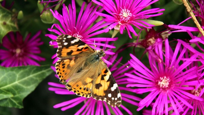 Schmetterling auf einer Blüte