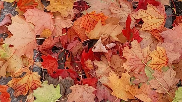 Herbstblätter in verschiedenen Farben auf dem Boden
