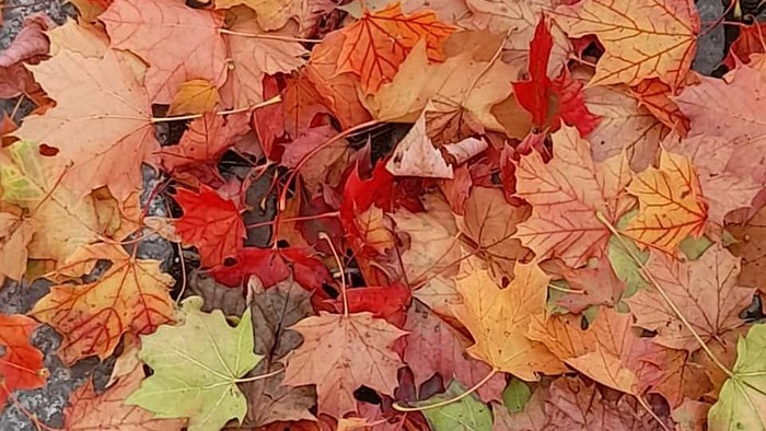 Herbstblätter in verschiedenen Farben auf dem Boden
