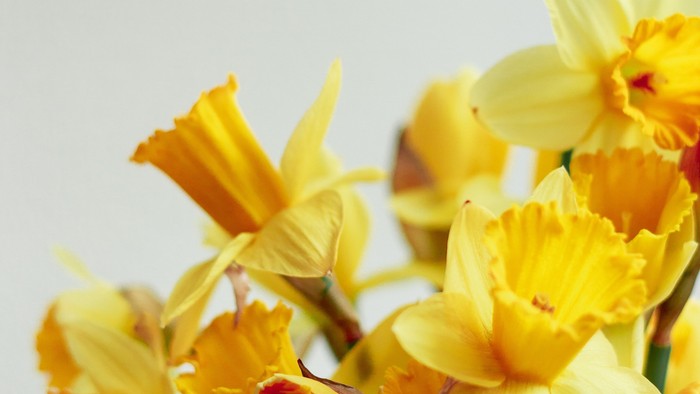 En blomsterstrå til med gule og orange narciser i en vase.