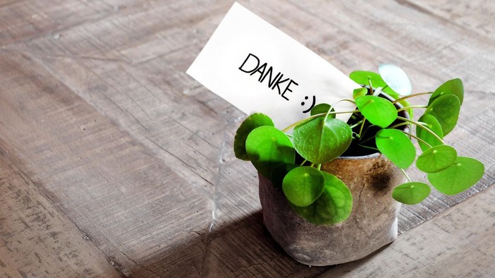 Kleine Topfpflanze mit einer Dankeskarte auf Deutsch.