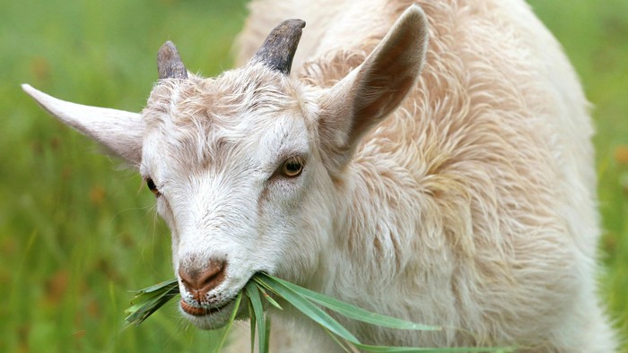 Ziege mit grünen Blättern
