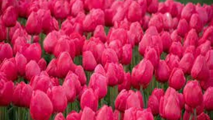 Red flowers 1