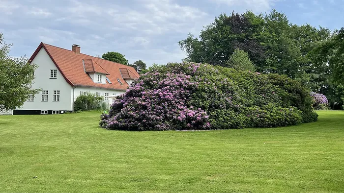 Præstegården med rhododendron i blomst