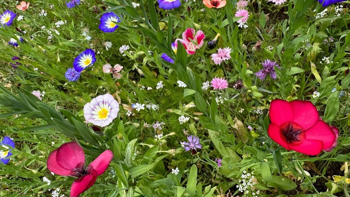 Bunte Blumenwiese mit verschiedenen Arten und Farben