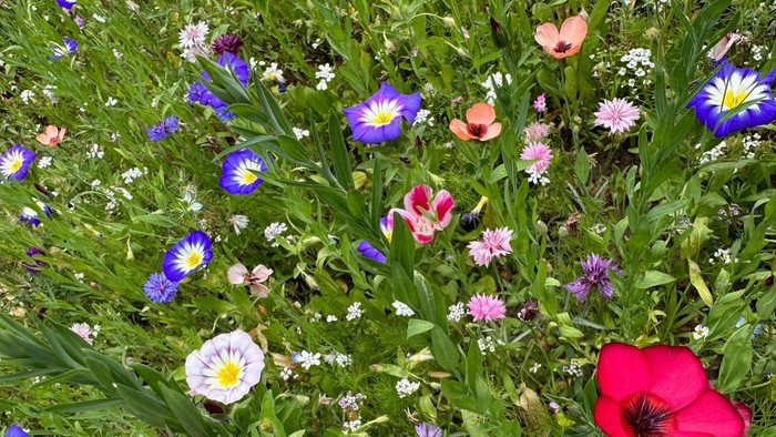 Bunte Blumenwiese mit verschiedenen Arten und Farben
