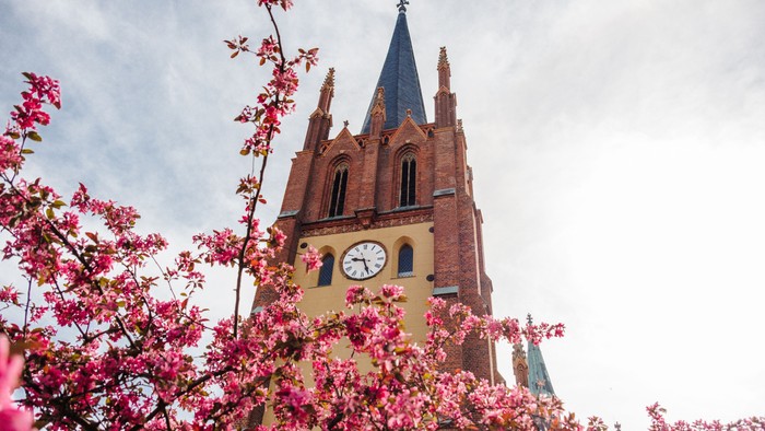 Kirchturm mit Uhr und rosa Blüten.