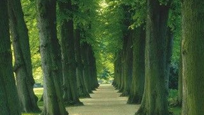 Ein langer, baumgesäumter Weg im Wald