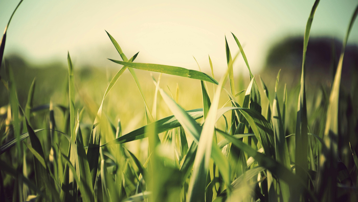 Sonnenbeschienene Fläche mit hohem, wogendem grünem Weizen oder Gras unter einem strahlend blauen Himmel.