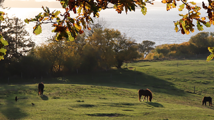 En hesteherde græser i en åben mark med høstfarvede træer i baggrunden