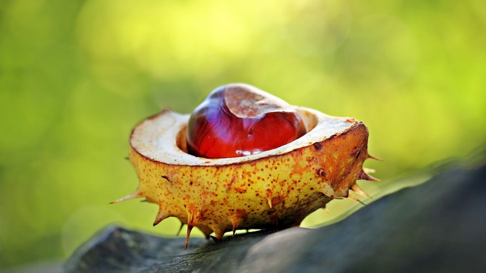 En rød kerner i en spidskål på et blad.