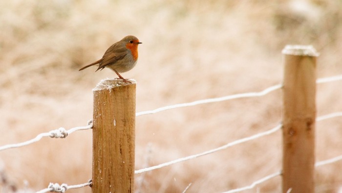 En rødstrup på en snødekt stang i en snødekt mark