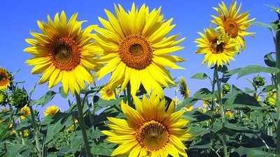sunflowers-268015__340.jpg