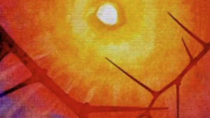 Warmes Sonnelicht durchstrahlt die harten Dornen