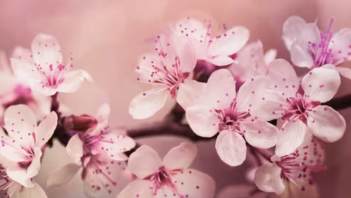 Zarte rosa Blüten mit weichen Blütenblättern und dezenten violetten Zentren in einer traumhaften, verschwommenen Komposition.