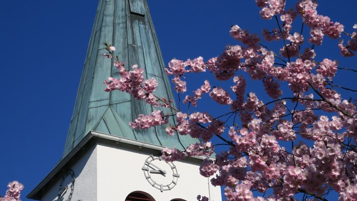 Kirche mit Kirschbaum