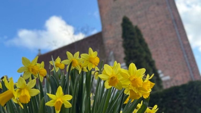 Guldaar i forgrunden med kirke i baggrunden