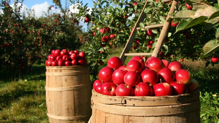 To apples i købskurver i en have