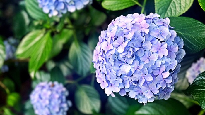 Blå hydrangeaer med grønne blade.