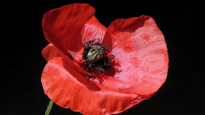 A single red poppy flower against a dark background.