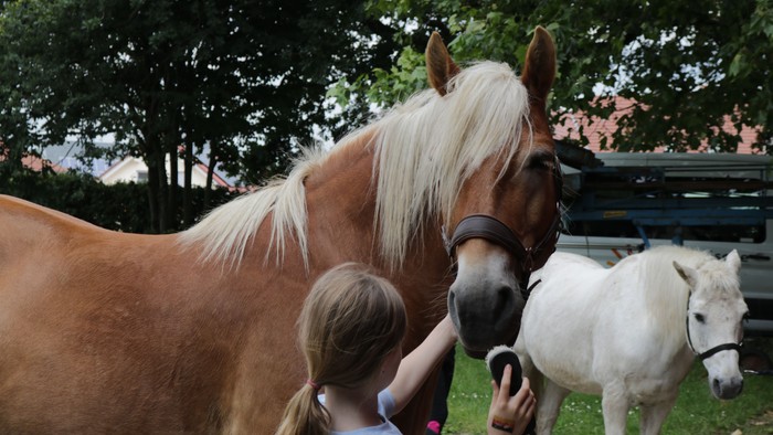 Ein Mädchen streichelt zwei Pferde auf einer Wiese.