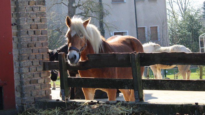 Ein braunes Pferd steht hinter einem Holzzaun vor einem Ziegelgebäude mit roter Tür.