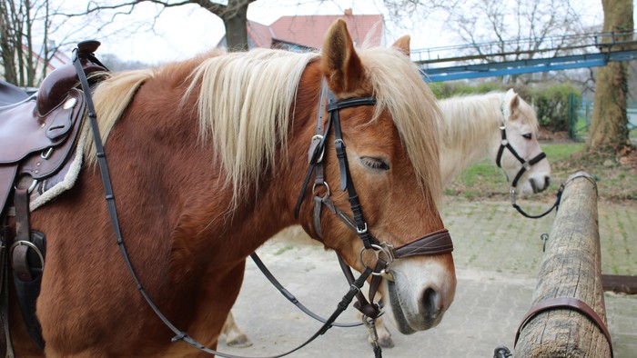 Zwei Pferde stehen nahe einem Holzzaun, eines mit Sattel und Zügeln.
