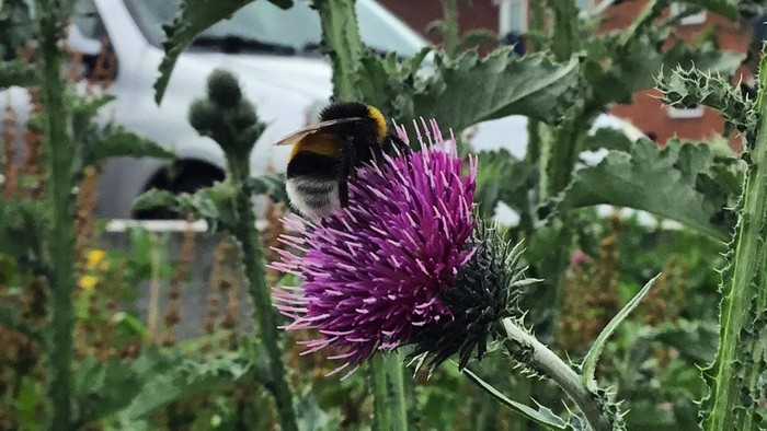 En bi sitter på en purpurfarvet blomst foran et rødt hus.