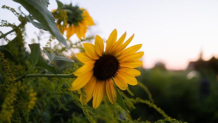 Helle Sonnenblume, die zwischen üppigem grünem Laub im sanften Abendlicht blüht.
