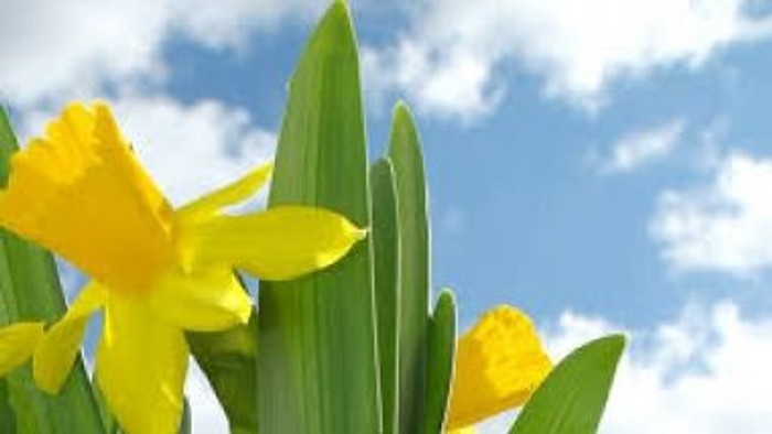 Guldaften blomsterer i blå himmel.