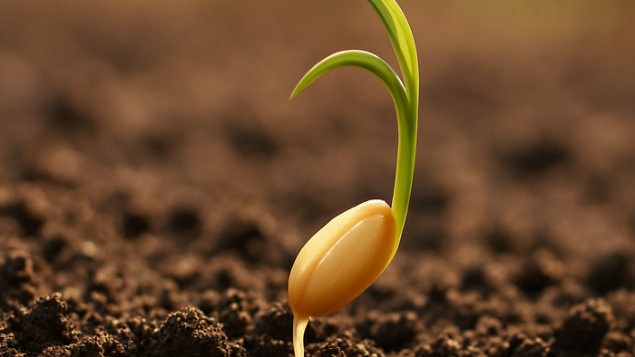 En lille grøn plante, der spirer op af jorden.