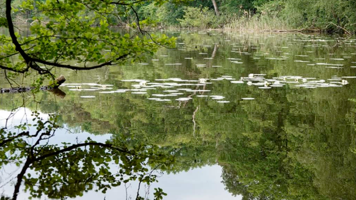 Blick auf den Caputher See mit Seerosen