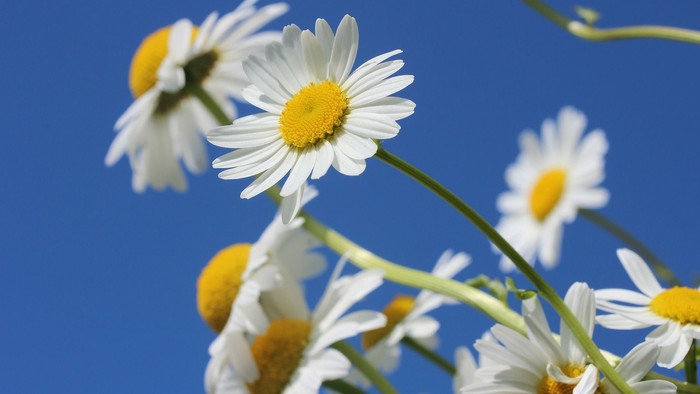 En grønne stænger med hvide og gule kamilleblomster mod et klarblå himmel.