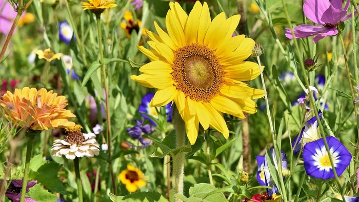 wilde Blumen auf einer Wiese