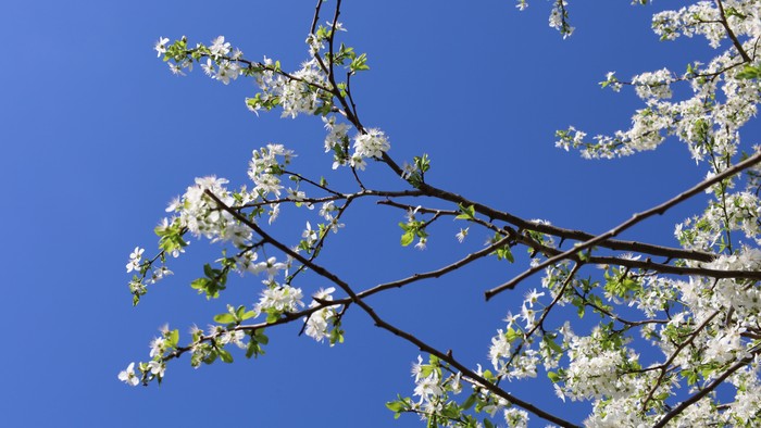 Blomstrende trægrene mod klar blå himmel
