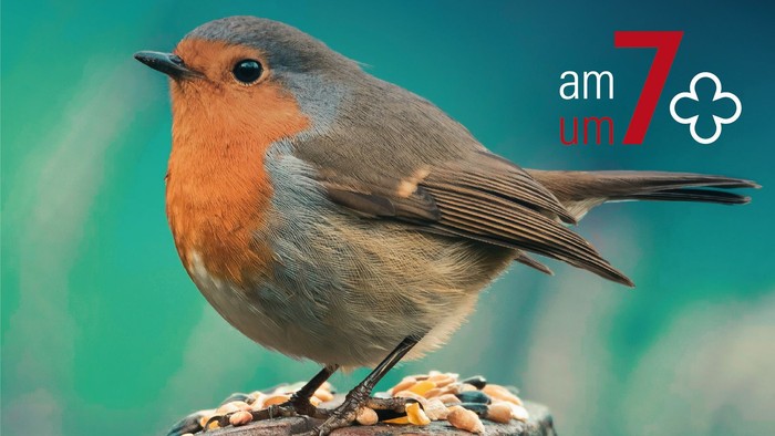 Ein lebhafter Rotkehlchen saß auf einem Vogelhäuschen mit Samen, vor einem unscharfen natürlichen Hintergrund.
